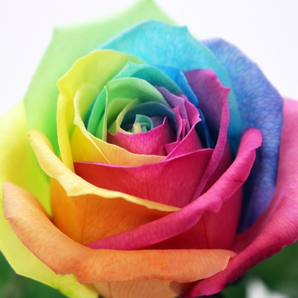 Rainbow Roseの花言葉