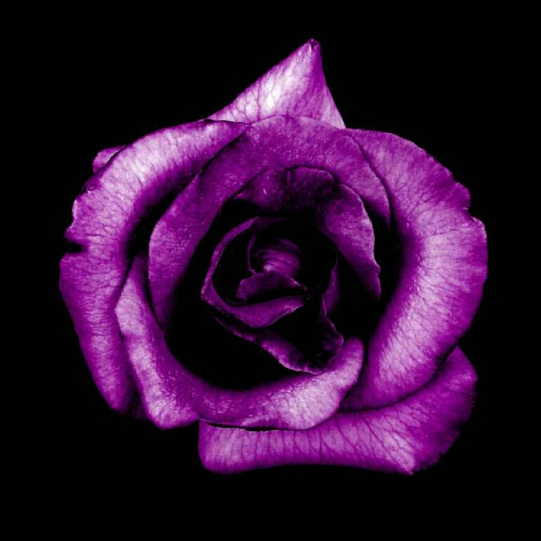 †‡purple rose‡†